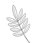 A sketch of a leaf